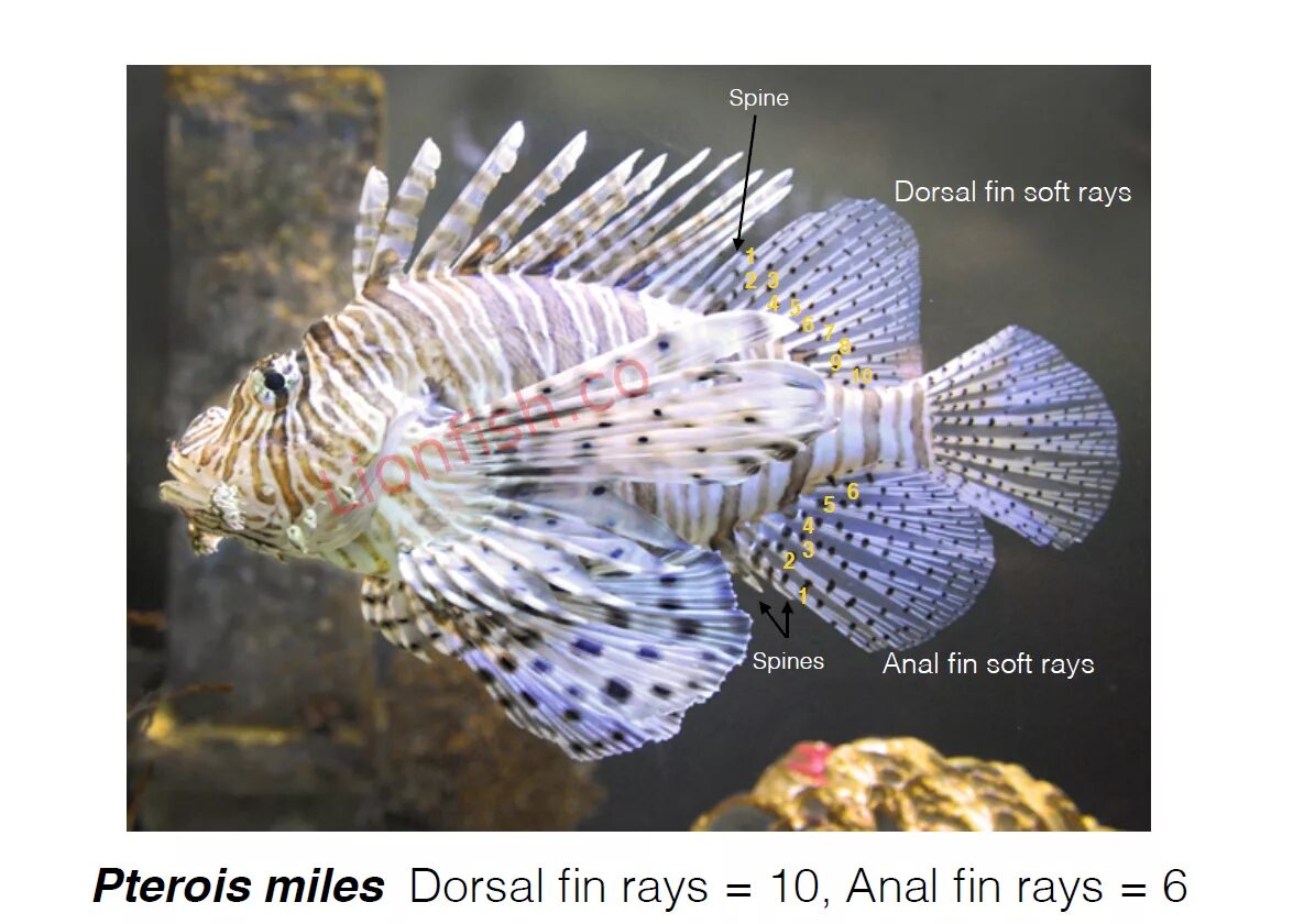 Лев рыбы форум. Рыба лев. lion fish что за рыба. лион фиш негев. fin ray.