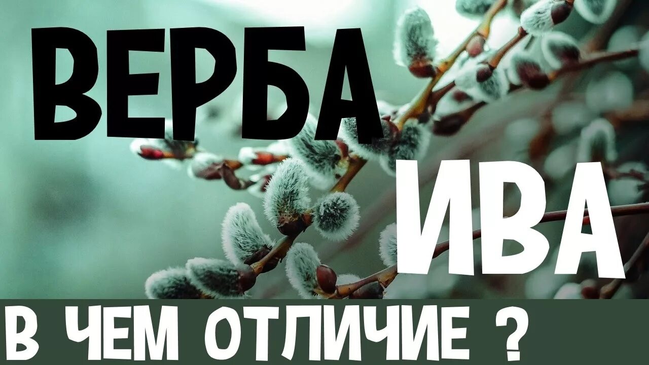 Чем отличается Верба от ивы. Отличие вербы от ивы. Чем отличить вербу от ивы. Отличие вербы от тальника. Чем отличается ива от вербы