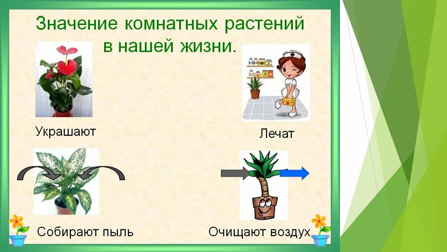 Значение роста в жизни растений 5. Комнатные растения для дошкольников. Растения для дошкольников. Значение комнатных растений. Детям о комнатных растениях в детском саду.