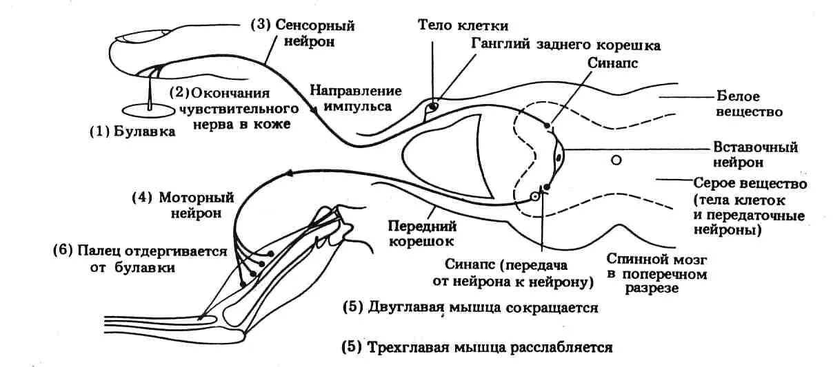 Схема рефлекторной дуги болевого рефлекса. Рефлекторная дуга боли схема. Схема двигательного безусловного рефлекса. Рефлекторная дуга спинального рефлекса схема. Двигательные реакции организма