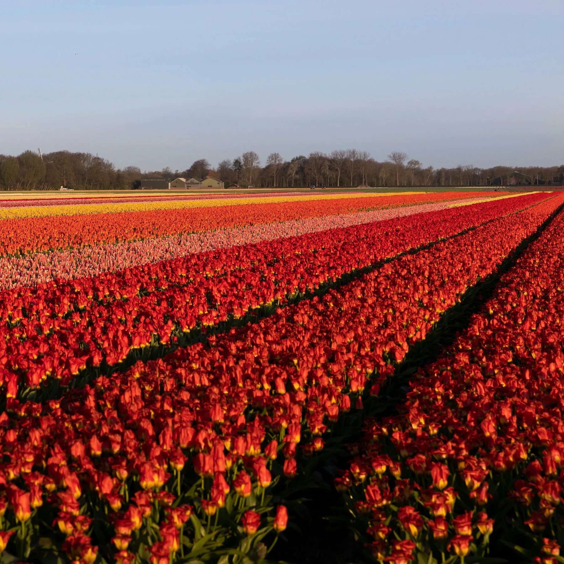цвет миллион. шикарный огромный букет. поле из роз. много роз. миллион роз.