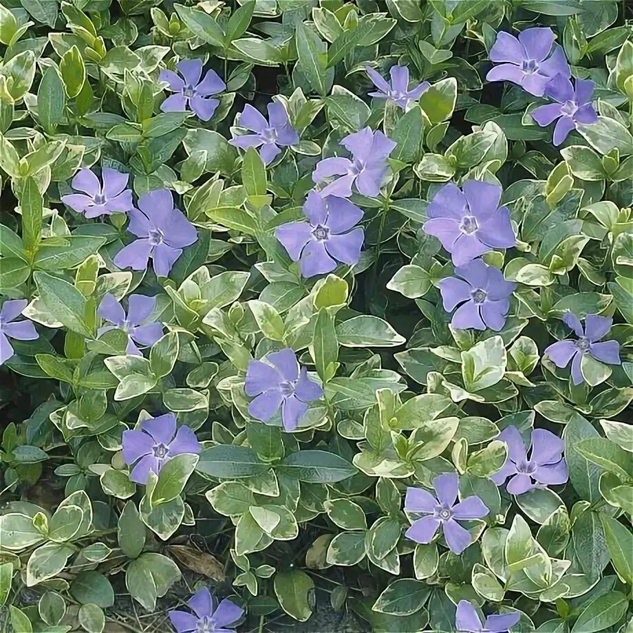 Барвинок малый Vinca minor : Р9 Сибирские газоны - Сибирские газоны