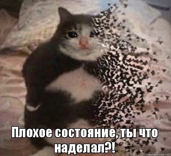 когда ты что то натворила картинки. наделала плохого. какое зло я тебе сделал. собака хулиганит. я тебе какое плохое зло сделал.