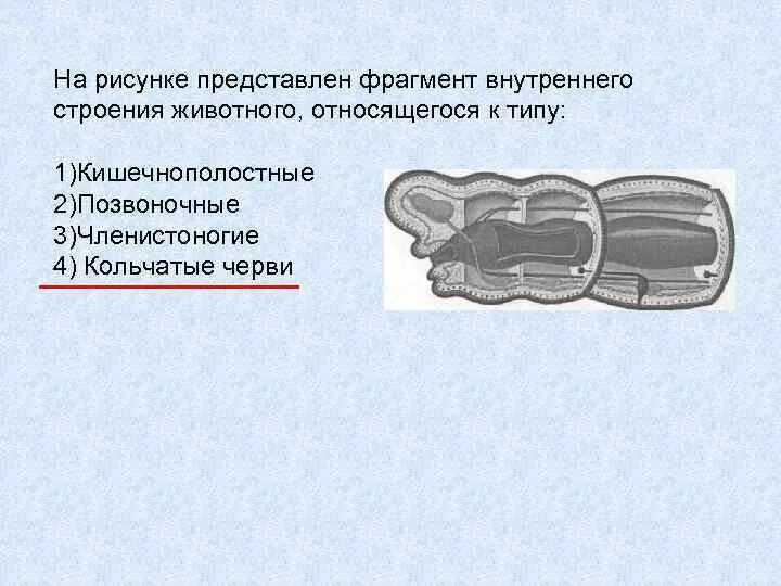 На рисунке представлены фрагменты. Кишечнополостные членистоногие позвоночные. на рисунке представлен фрагмент внутреннего строения животного. на рисунке представлен фрагмент _______.