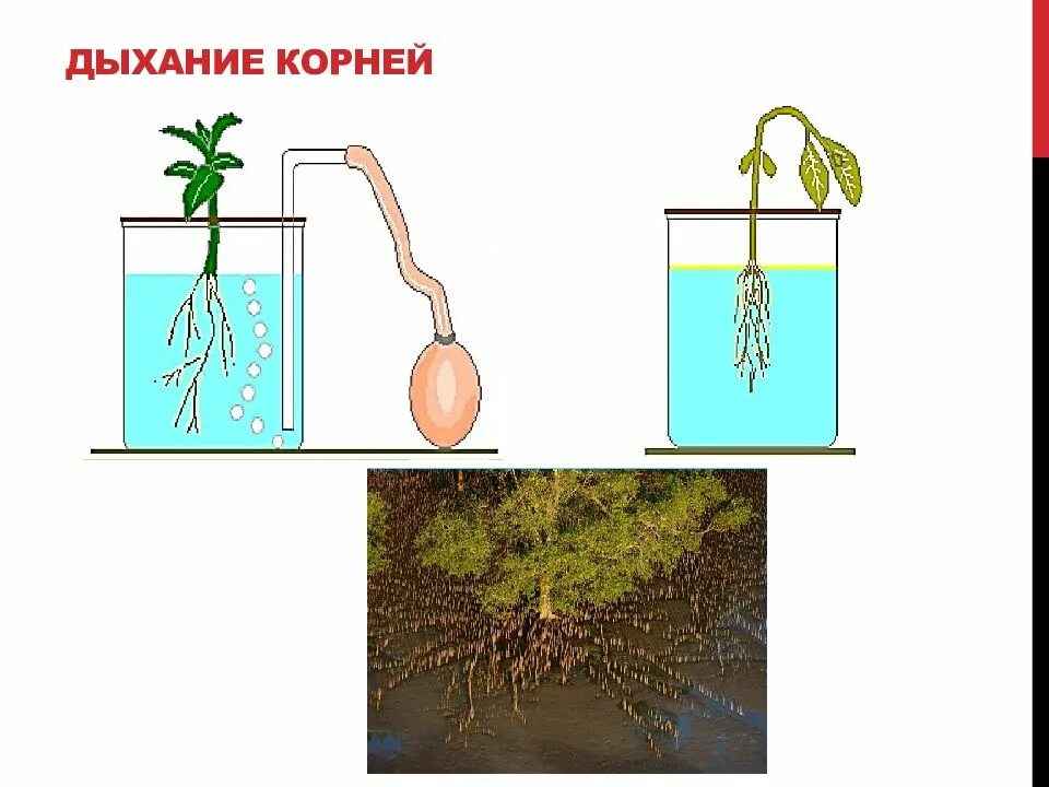 4 как усилить доступ воздуха к корням. Эксперимент что растение дышит. Дыхание в корнях растений. Корни растений дышат.