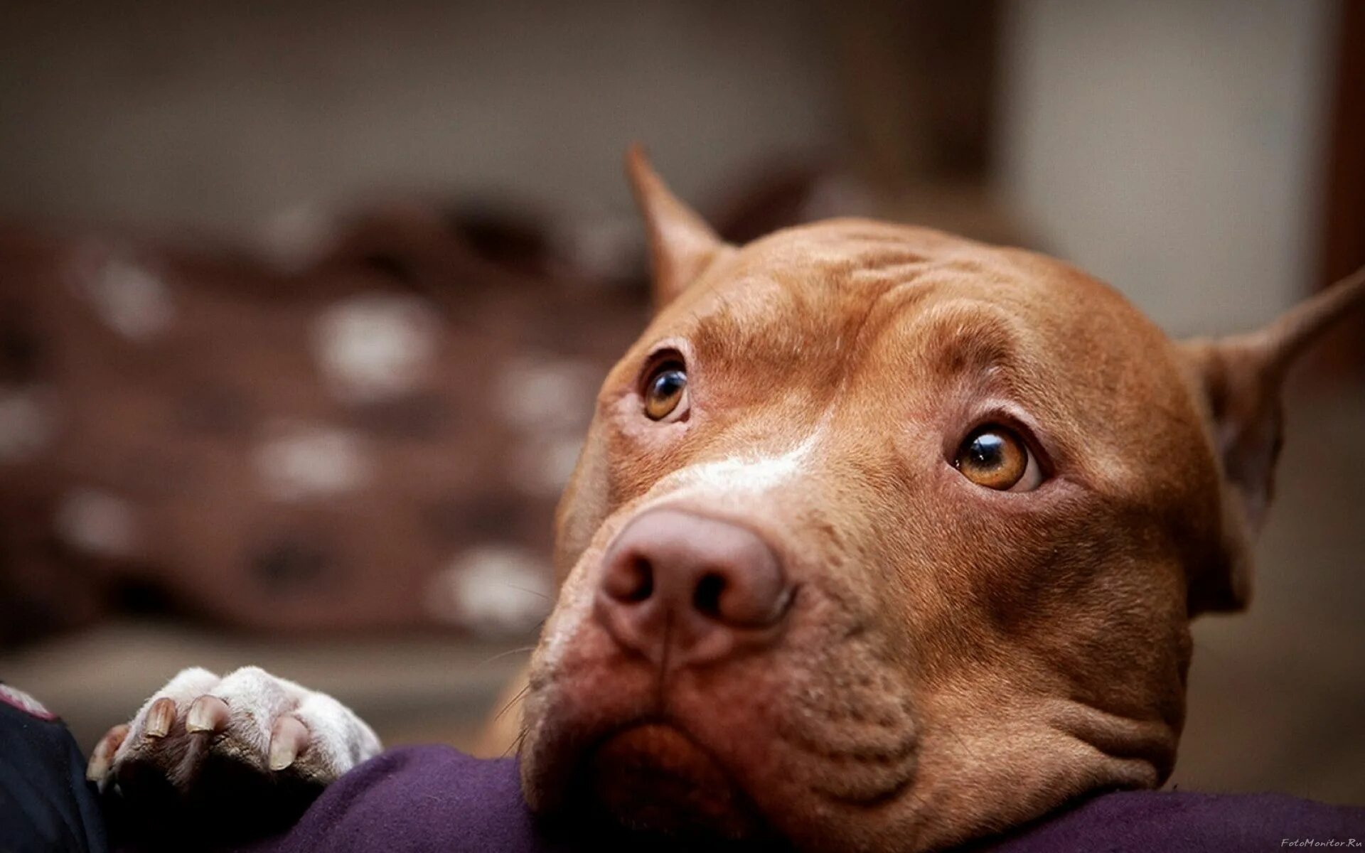 XXL Merle Tri Blue Pitbull Bully Females-Swag Kennels