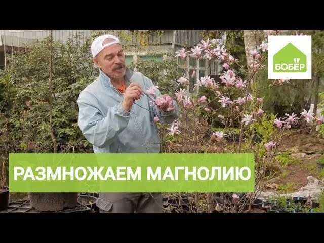 Как черенковать магнолию. Черенки магнолии. магнолия размножение. как размножить магнолию. укоренение магнолии черенками.