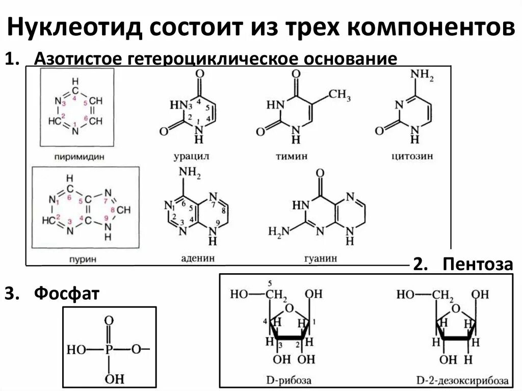 Составляющие нуклеотида. Строение нуклеотида 3 части. нуклеотиды строение химия. нуклеотиды названия и формула. реакция образования нуклеотида из урацила.