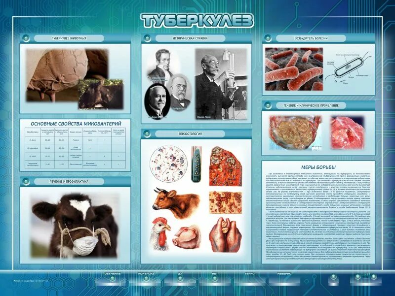 Стенд туберкулез. Ветеринария стенд. Информационный стенд Ветеринария. Профилактика туберкулеза у животных. Стенд микробиология.