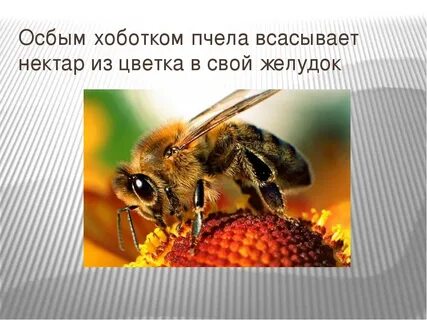 Что она делает пчела