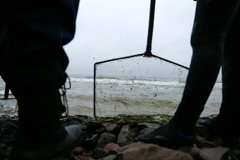 Любитель ловли янтаря