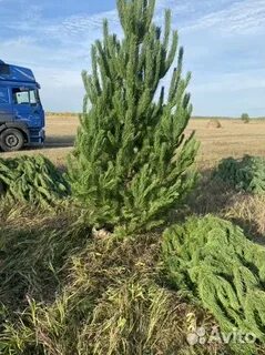 Авито сосна новогодняя оптом