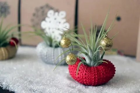 Holiday plants