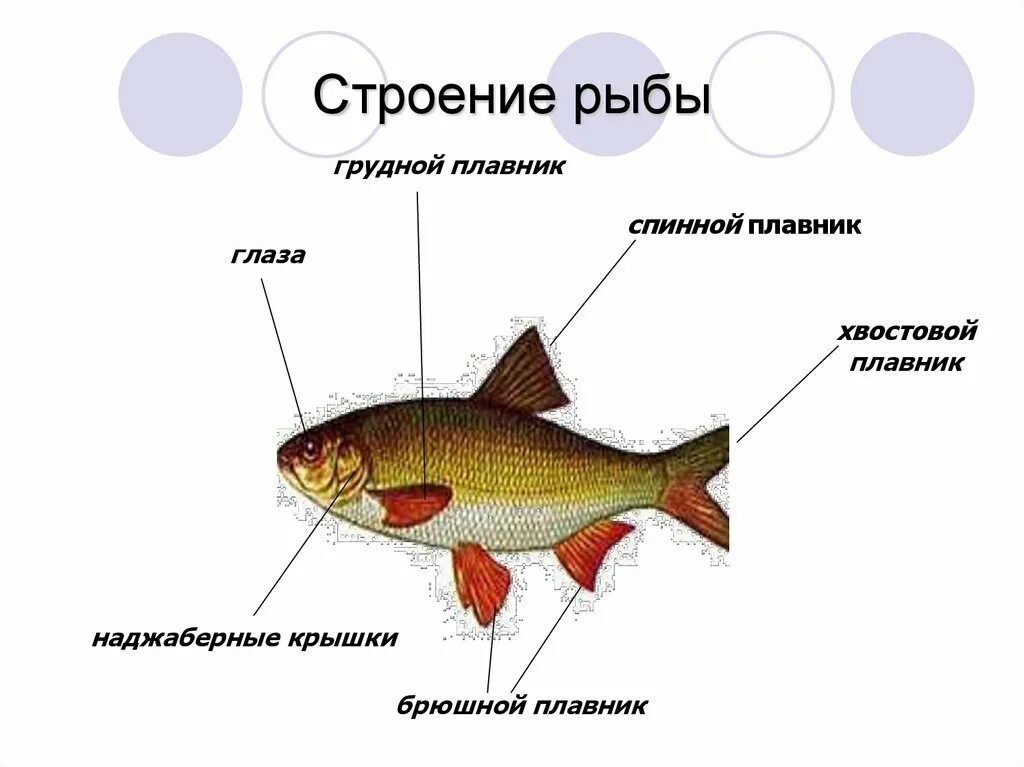 Внешнее строение рыб плавники. Строение спинного плавника рыбы. Строение плавников рыб. Строение грудного плавника рыбы.