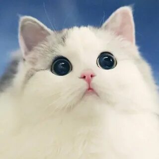 Большие милашки