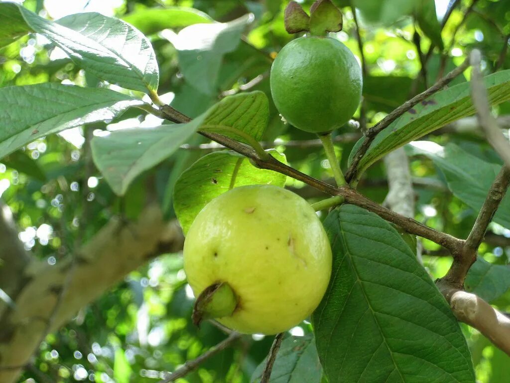 Псидиум гуава. Гуайава, гуава (Psidium guajava) дерево. Гуайава Тропикана. Гуава лимонная. Гуава земляничная