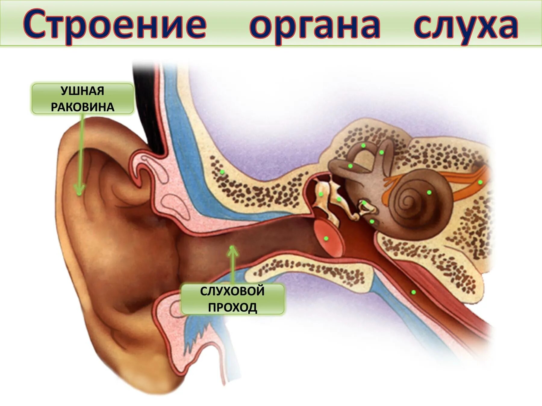Слуховой нерв какой отдел. Строение слухового анализатора нервы. Слуховой анализатор евстахиева труба. Строение среднего уха слухового анализатора. Орган слуха анатомия уха строение.