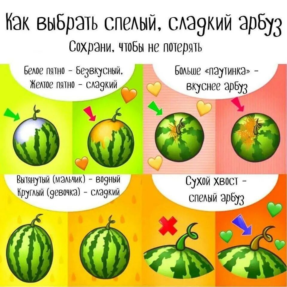Составляющие арбуза