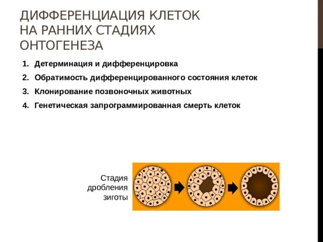 Дифференциация клеток и тканей это. Дифференциация клеток происходит. Дифференциация клеток это в биологии. Дифференцировка клеток. Дифференциация стволовых клеток.