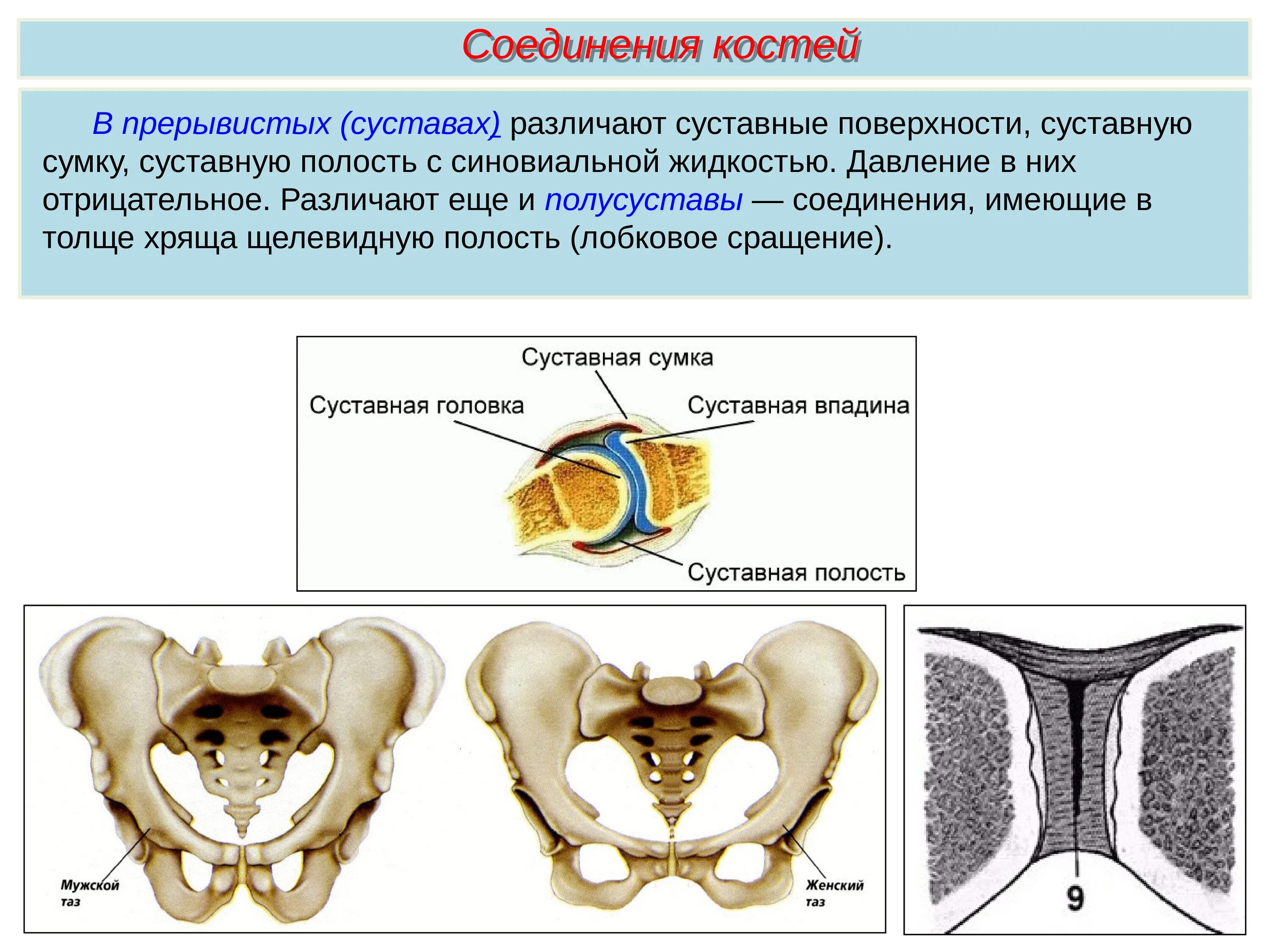 Суставное соединение костей. Соединение костей суставы. Кости таза Тип соединения костей. Тип соединения тазовых костей. Соединение костей суставы тазы.