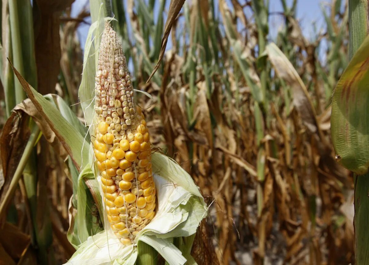лист кукурузы. как выглядит початок кукурузы осенью фото.