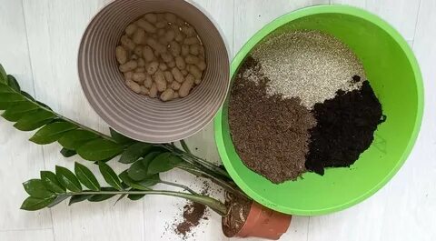 Какой грунт нужен для замиокулькаса