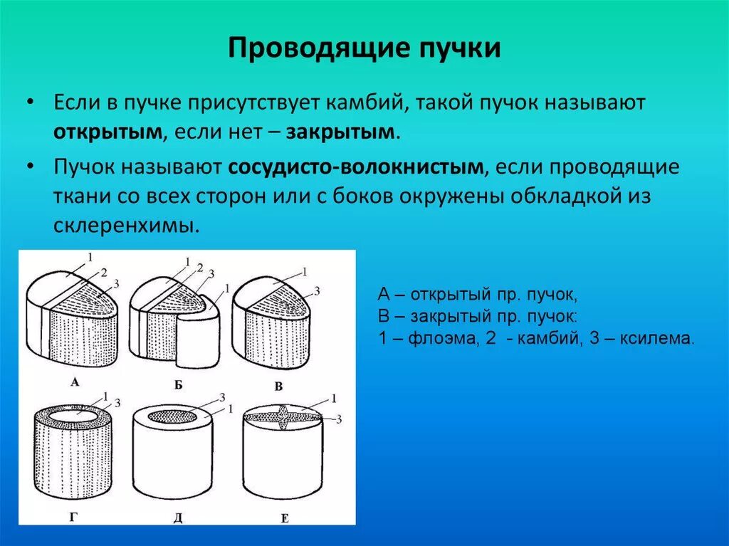 Типы проводящих пучков