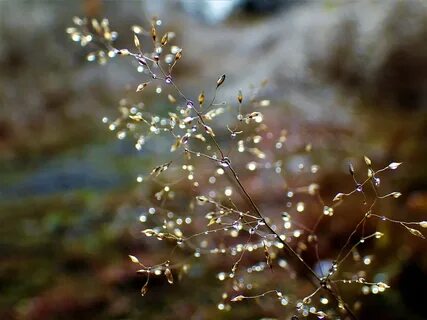 Drops selection
