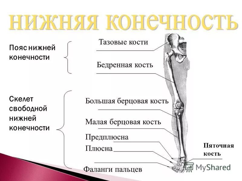 Тема нижние конечности. Перечислите кости нижней конечности человека. Скелет тазового пояса и свободной нижней конечности. Малая берцовая кость нижней конечности. Пояс нижних конечностей. Кости нижней конечности..