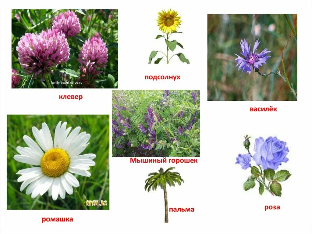 Травянистые растения. Названия полевых цветов с картинками. Растения Луга названия. Названия луговых цветов.
