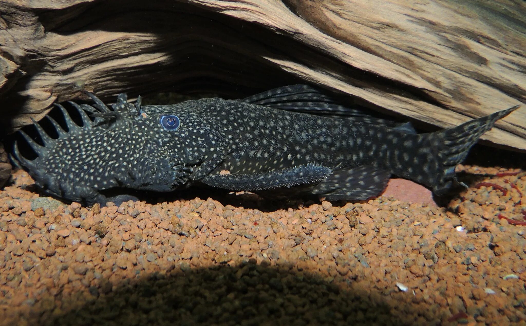 До какого размера вырастают анциструсы. До какого размера вырастают анциструсы. До какого размера вырастают анциструсы. Птеригоплихт парчовый большой. Анциструс (сомик).