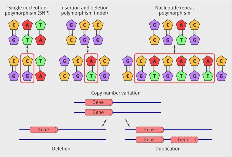 Single nucleotide polymorphism