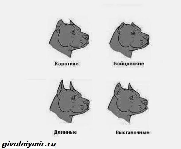 Виды купирования. Форма купирования ушей у питбуля. питбуль купирование форма ушей. форма для купирования ушей у собак. стандарт купирования ушей у стаффа.