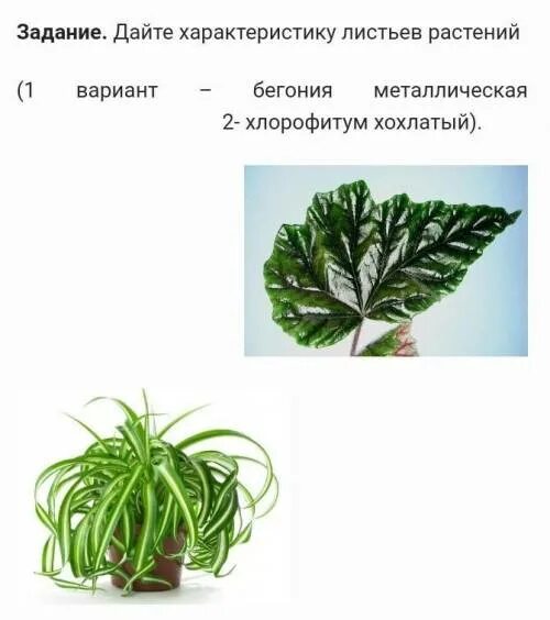 Название растения листья простые. Жилкование хлорофитума. Лист хлорофитума жилкование. Хлорофитум жилкование. Листорасположение хлорофитума.