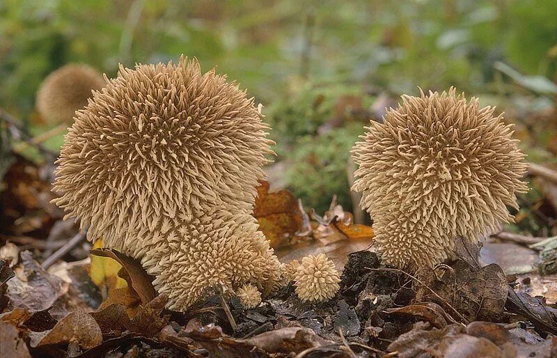 Гриб lycoperdon perlatum. Дождевик ежевидно-колючий. Дождевик ежевидный гриб. Lycoperdon echinatum. Гриб дождевик шиповатый.