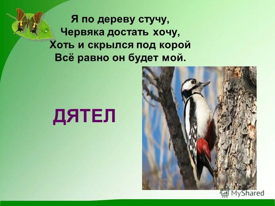 Самые быстрые крылья. Дятел стучит по дереву. Скребицкий про дятла. Изложение про дятла. Дятел стучит по дереву предложение.