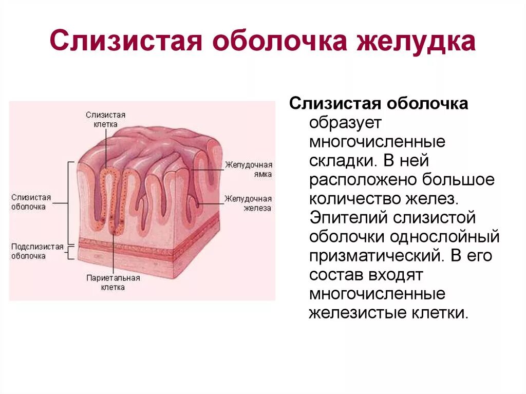 Слизистая оболочка желудка состоит из