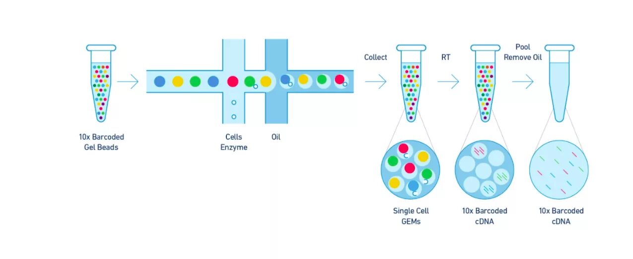 10x Genomics. 10x Genomics Страна производитель. X DNA Gel. Epy Genetyk System Art Genomics порошок.