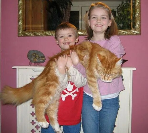 Породы кошек которые любят детей