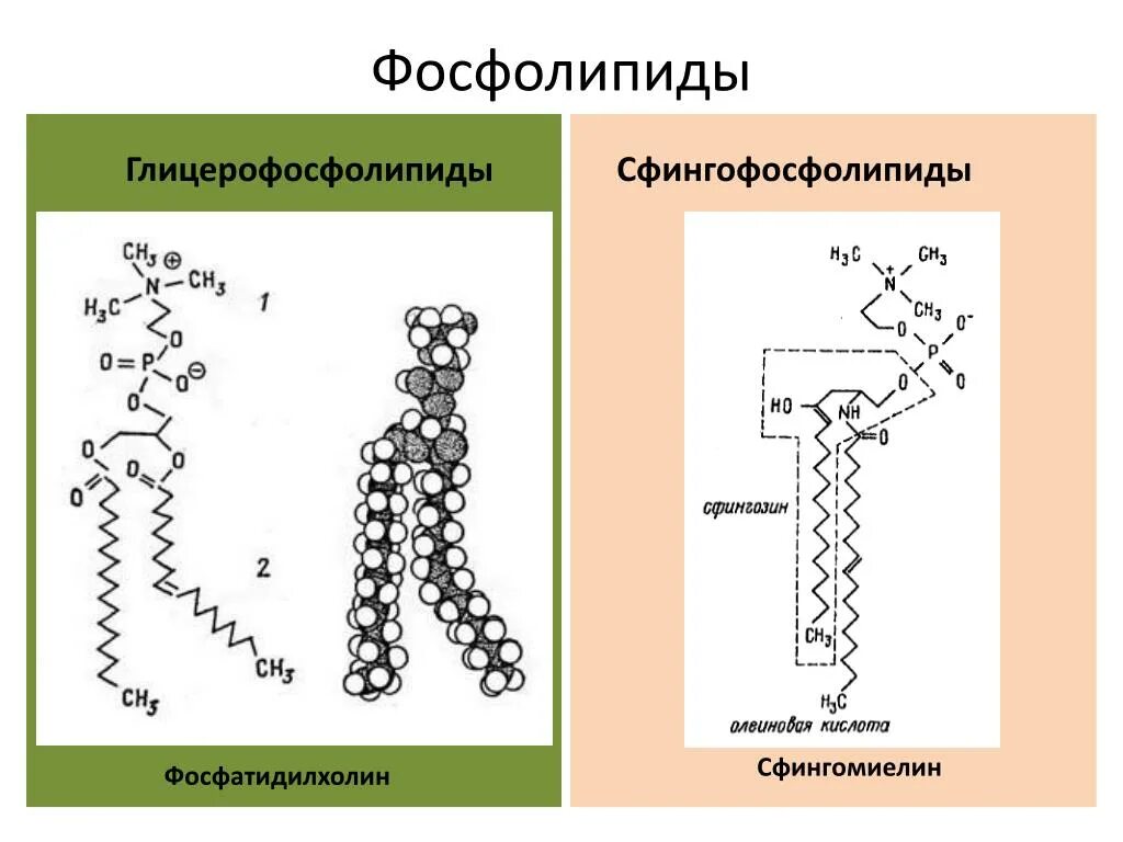 Фосфолипиды макси формула. Формула фосфолипидов биохимия. сфингомиелин структурная формула. глицерофосфолипиды строение. фосфолипиды это в биологии.