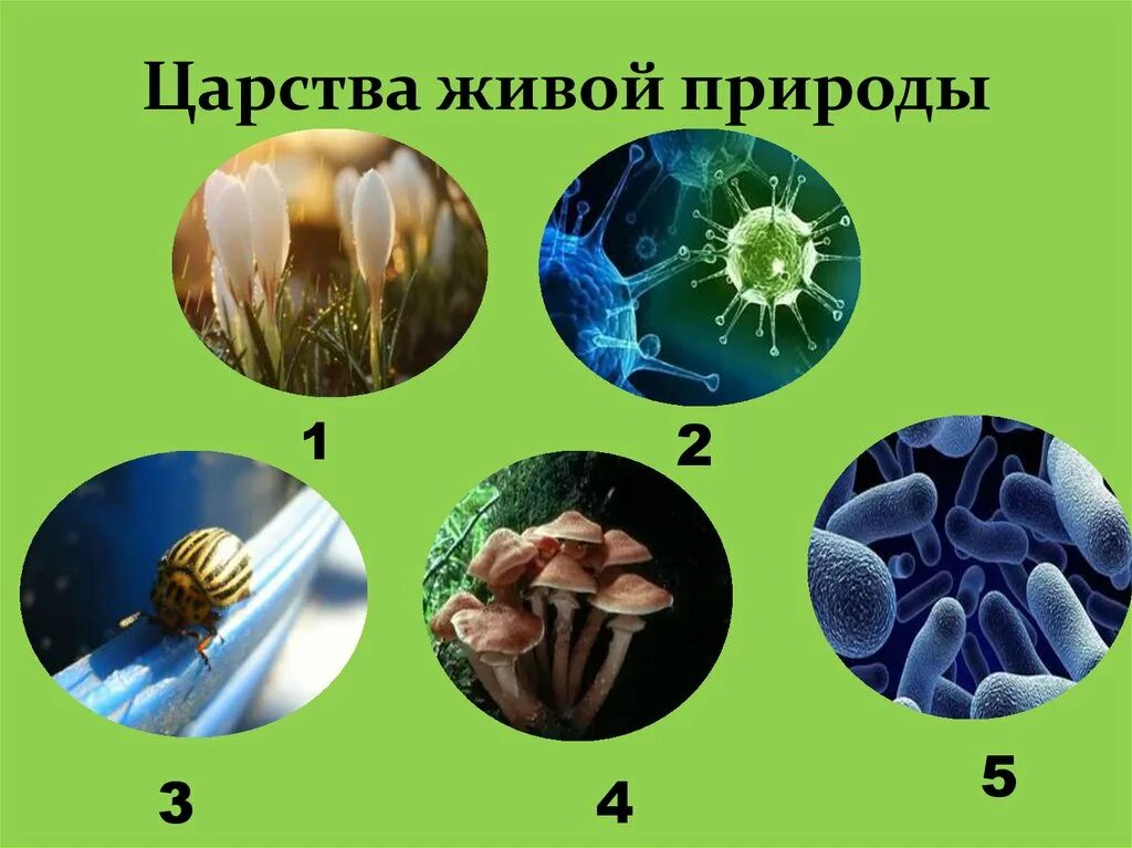 Царства живой природы. Четыре царства живой природы. Царства живой природы бактерии. Карта Царств живой природы.