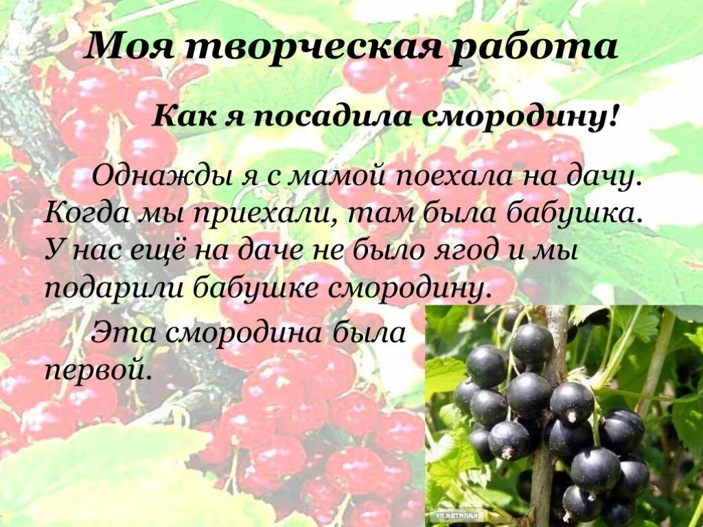 Песня про черную смородину. Стихи о смородине. Загадка про черную смородину. Стихи про черную смородину. Детские стихи про смородину.