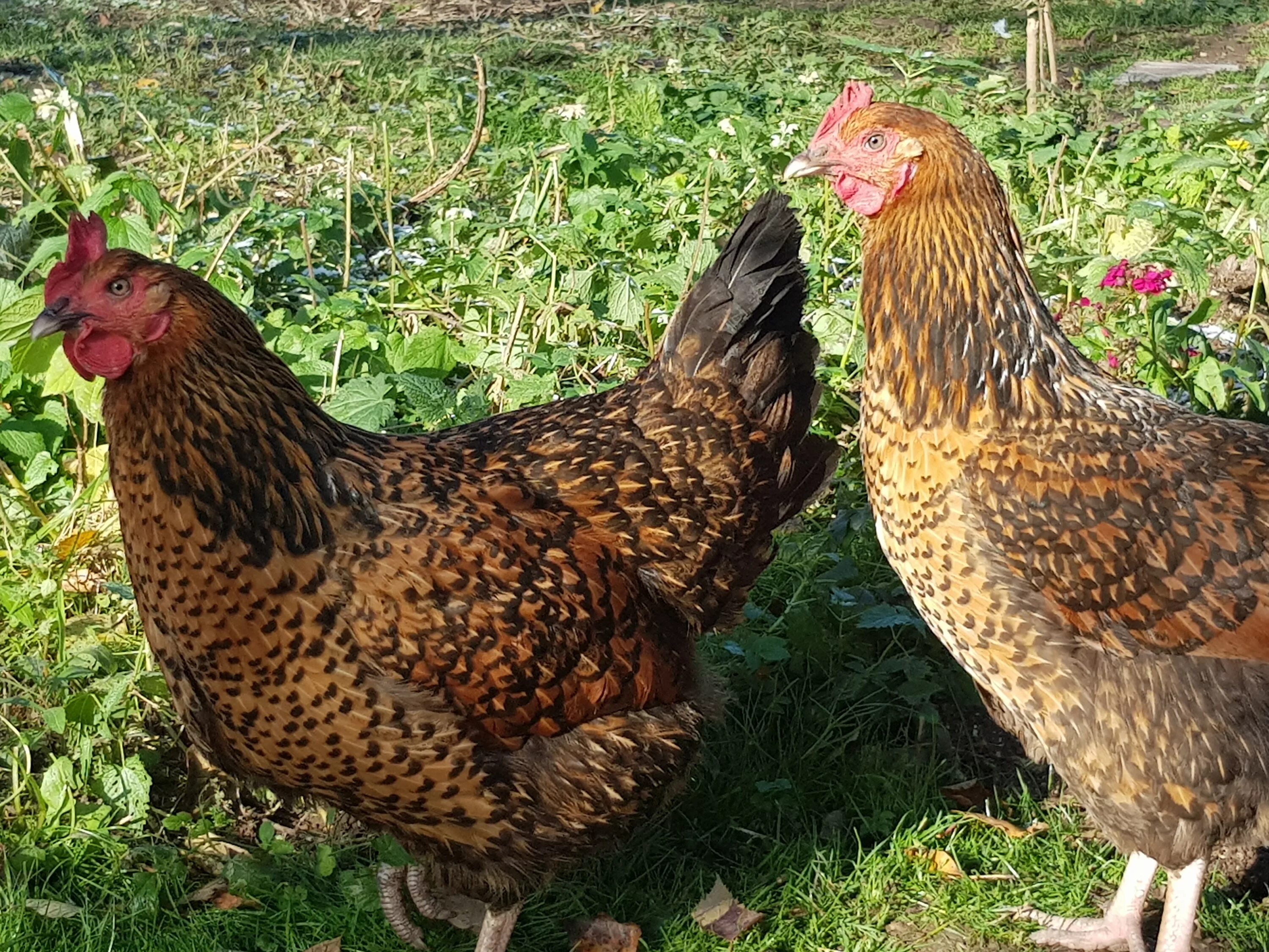 Куры юбилейной породы купить. Кучинская Юбилейная. Несушка Кучинская Юбилейная.. Кучинская Юбилейная порода. Кучинская Юбилейная Кучинская Юбилейная.