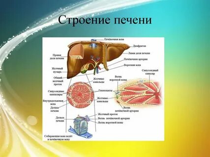 Особенности органа печени