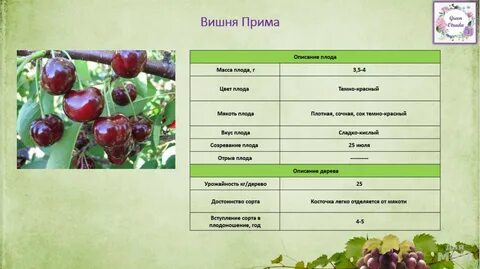 Вишня вес