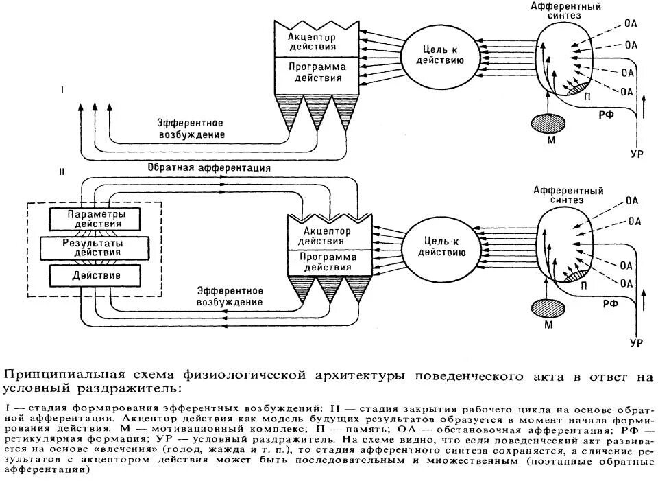 Обратная афферентация физиология схема. Афферентный Синтез поведенческого акта. Обратная афферентация Анохин. Афферентный Синтез схема. Афферентация это