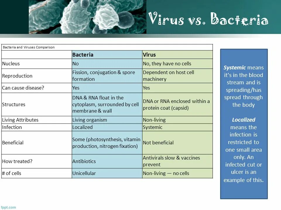 Отличие вирусных и бактериальных. Сравнительная таблица бактерий и вирусов. Сравнение вирусов и бактерий таблица. Сравнение вирусов и бактерий. Различия вирусов и бактерий.