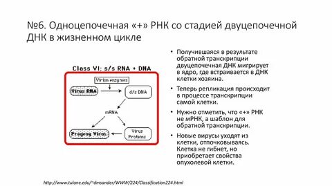 Строение днк и рнк вируса