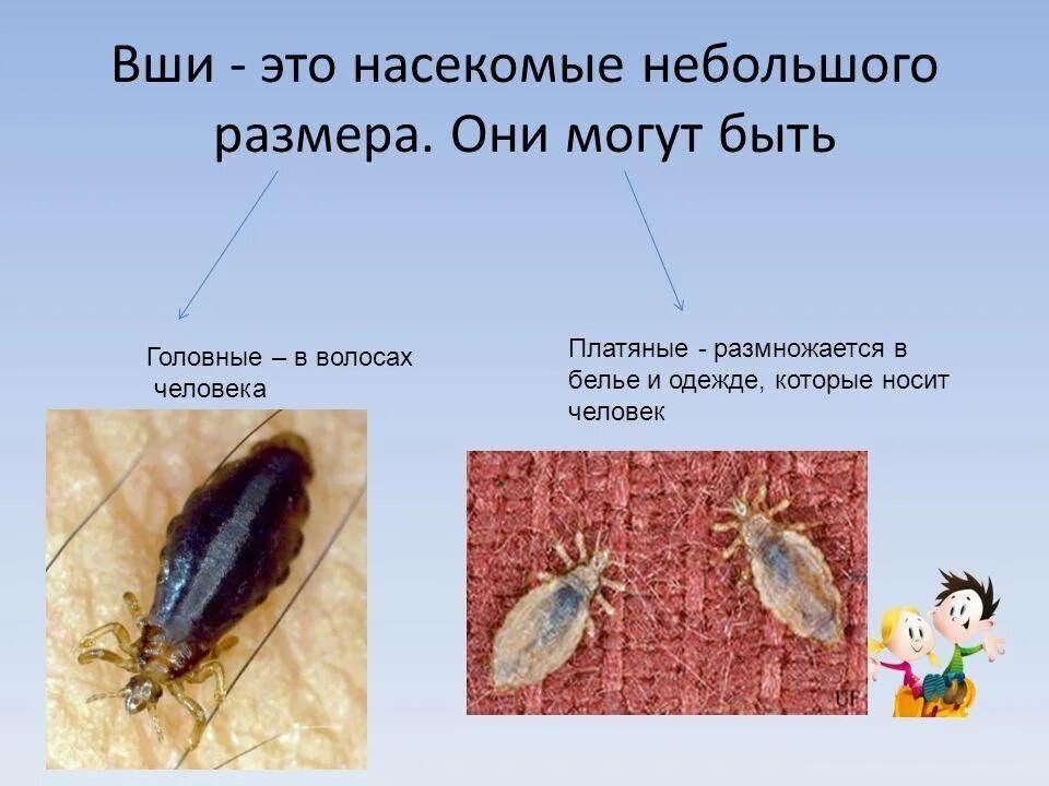 Какого размера вша. Платяная вошь отряд. Платяная вошь (pediculus humanus corporis). Головная вошь - pediculus capitis. Платяная вошь (pediculus humanus corporis).
