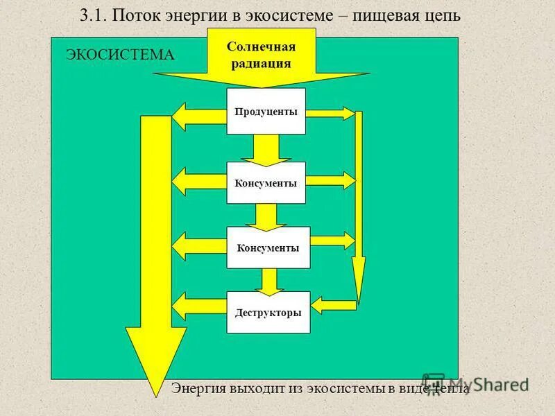 Поток энергии в экосистемах. Движение энергии в экосистеме схема. Схема потока энергии в экосистеме. Поток энергии в экосиэкосистеме. Поток энергии и пищевые цепи